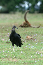 American Black Vulture